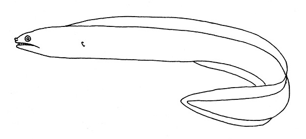 Representative of the Muraenidae family (Gosline & Brock, 1960, fig. 135)